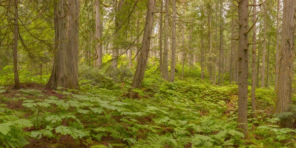 Giant Cedars Forest -- 8 x 16 ft. Mural by John Freeman